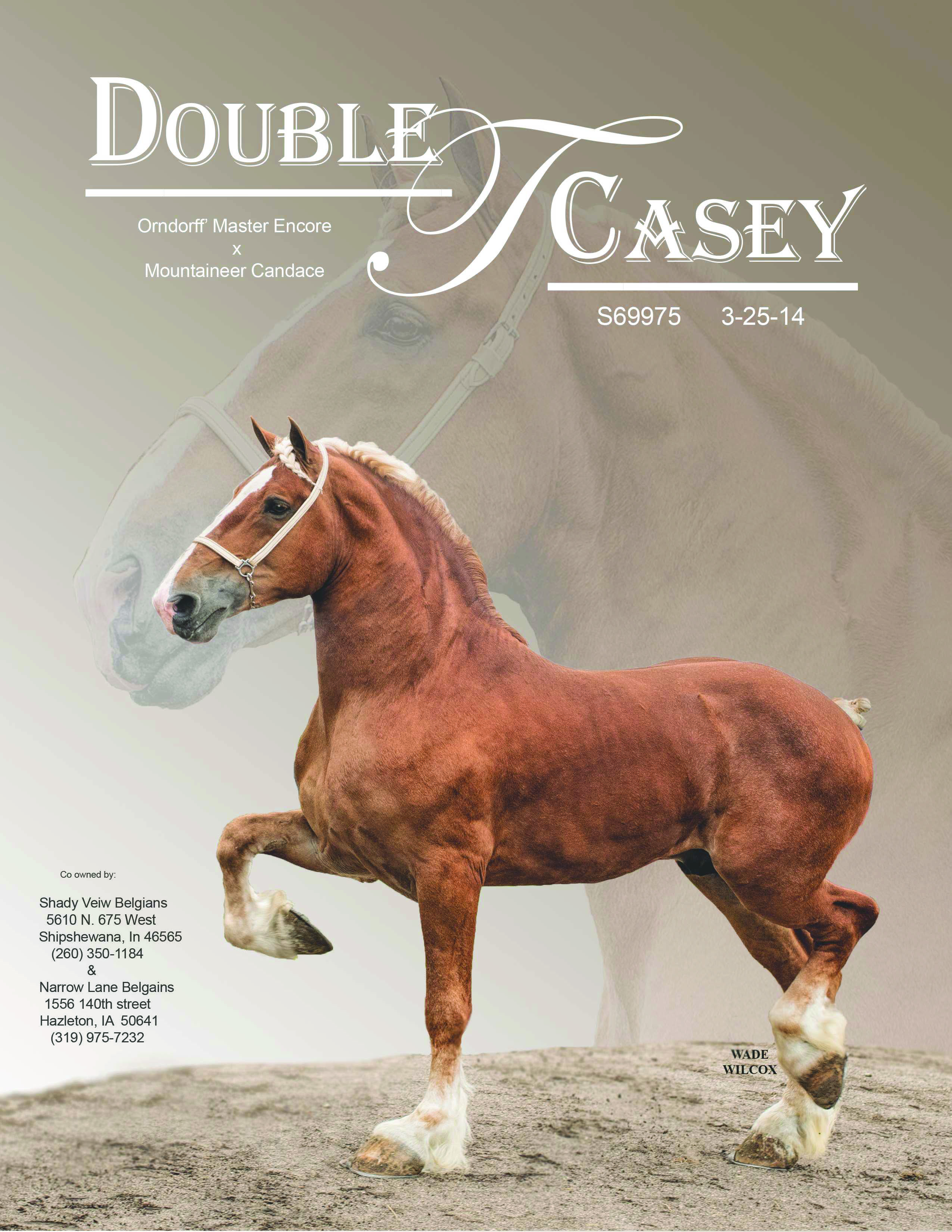 Indiana Belgian Draft Horse Association